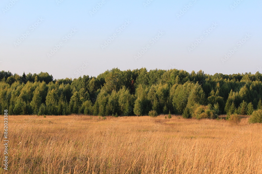 Fototapeta premium forest in the autumn