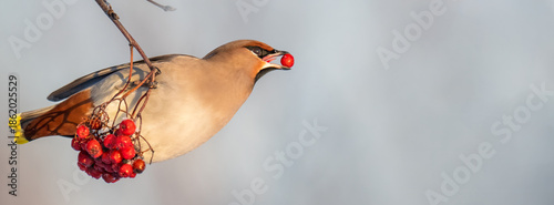 Bohemian waxwing is perched on a branch, holding a rowan berry in its beak. The bird is surrounded by clusters of red berries against a soft background, perfectly focused on its feeding.