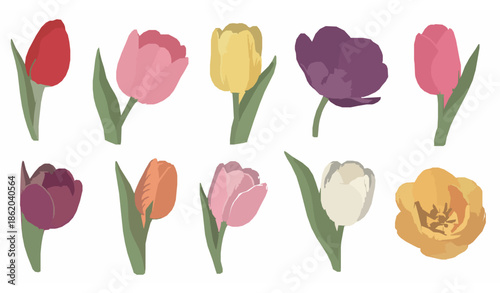 Elegant tulips flowers outline and color vector set for spring holiday branding