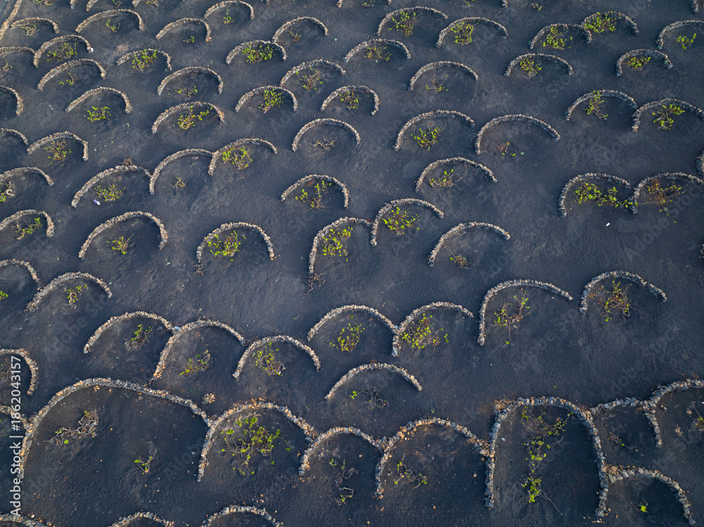 Obraz premium AERIAL TOP DOWN: Stunning pattern of semicircular stone walls in volcanic vineyards of Lanzarote. Traditional stone pits were built to protect vines from wind and conserve moisture in extreme climate.