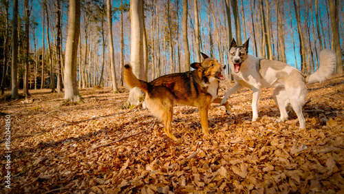 Photography CLOSE UP: In an autumn woodland, two energetic mixed breed dogs leap and clash playfully with open mouths and wagging tails