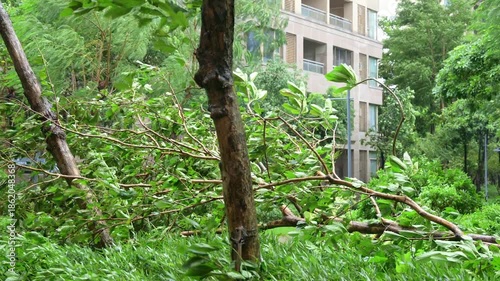 an apartment community garden during a storm with broken tree video with sound