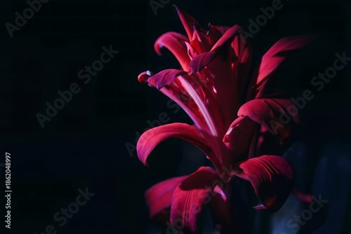 Dramatic Close-Up of a Deep Red Lily