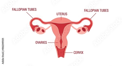 Anatomy of female reproductive system with labeled parts
