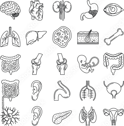 Medical line icon set of human internal organs including heart brain lungs stomach and reproductive systems.