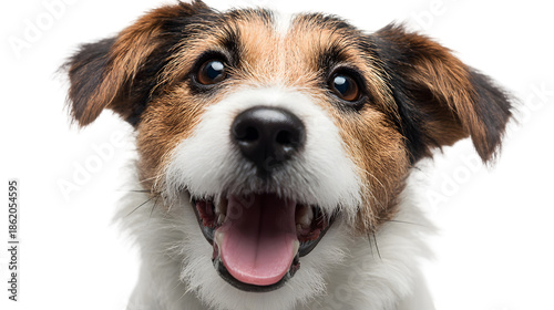 Title: Portrait of a Happy Smiling Jack Russell Terrier Mix Dog Isolated on White