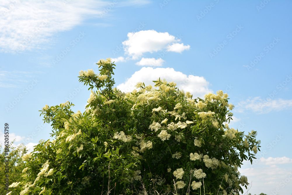 Fototapeta premium Closed buds and white flowers in the leafage of golden elderberry in mid June