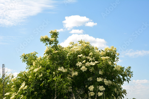 Closed buds and white flowers in the leafage of golden elderberry in mid June