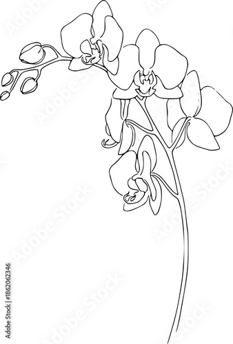 Simple black and white line drawing of an orchid plant with flowers and buds.
