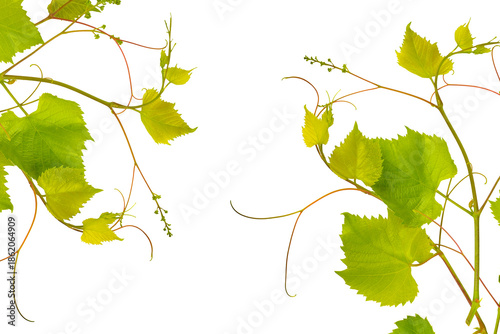 Green Grapevine Branches with Fresh Leaves Isolated on White