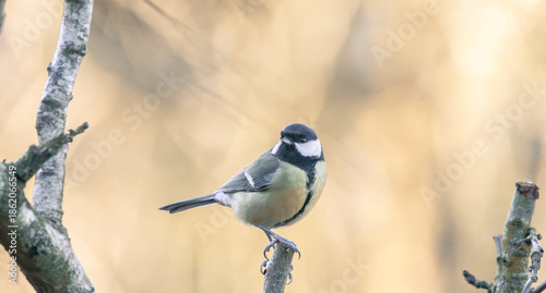 Foto blue tit on branch