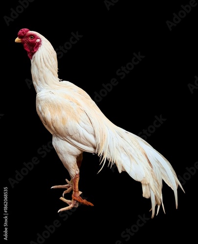 Fotografie Pure White Male Chicken Rooster PNG - High Quality Farm Poultry Isolated on Transparent Background A premium high-resolution PNG image of a pure white rooster