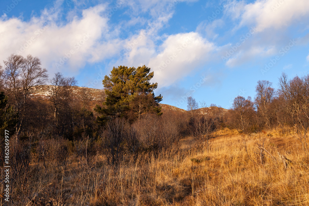 Fototapeta premium Autumn in Oppdal, Norway, and the trees have lost their leaves.