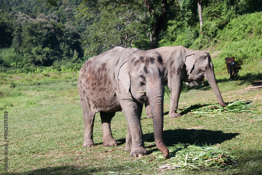 Fototapeta premium Beautiful Asian Elephants – Thailand