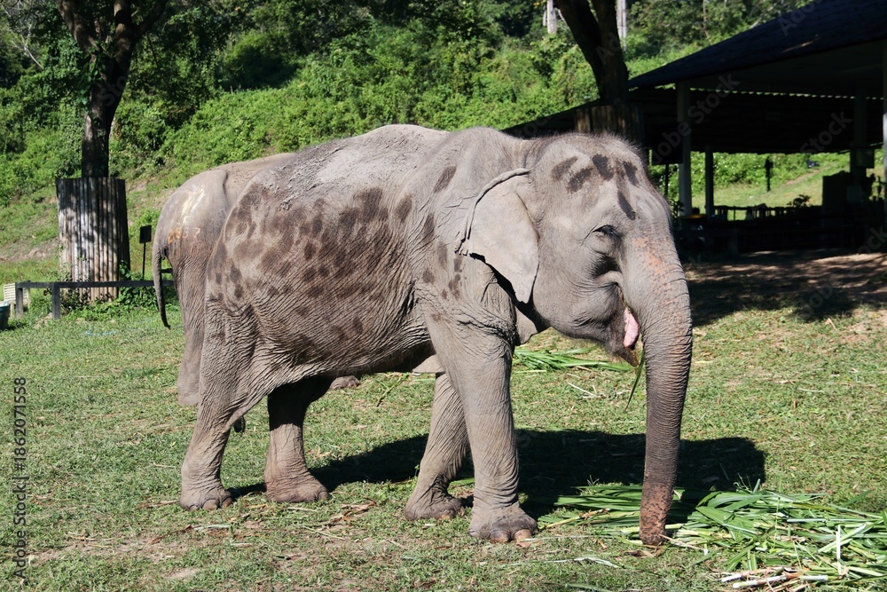 Fototapeta premium Beautiful Asian Elephants – Thailand 