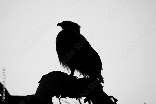 Cerpent crested eagle (Spilornis cheela)