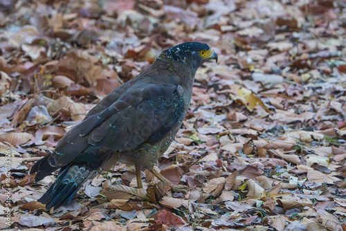 Cerpent crested eagle (Spilornis cheela)