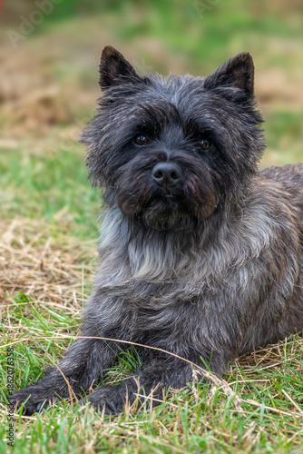 Konstfotografi Cairn terrier portrait of this beautiful dog Czech Republic.