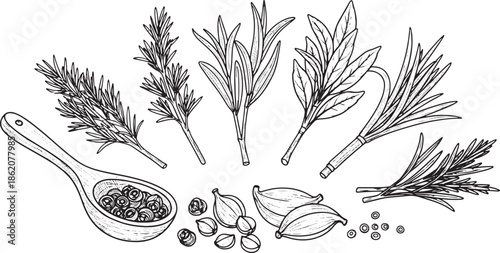 Hand drawn illustration of pine tree seedlings and seeds isolated