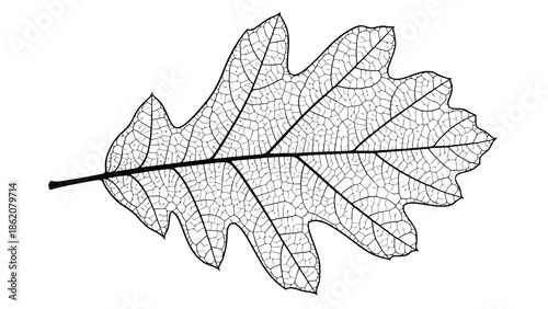 Detailed illustration of oak leaf with veins