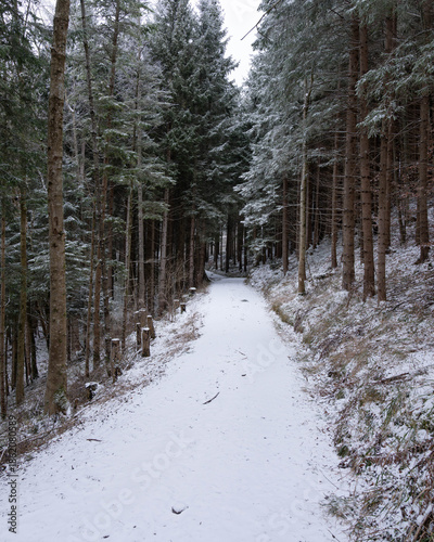 Wallpaper Mural Trekking in the Woods around Hopfen in Bavaria Germany in Winter 2025 - Snow and Ice - Winter Hiking - High quality photo Torontodigital.ca