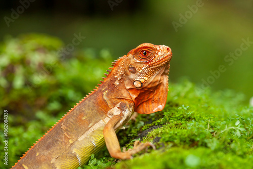 Iguana in natural place