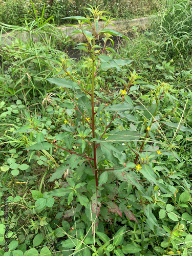 Wild green shrubs and weeds growing densely in nature