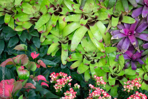 Green area relax outdoors garden with plants