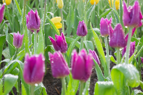 Green area relax outdoors garden with plants
