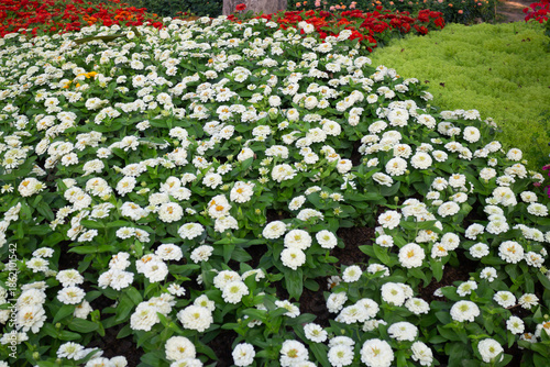 Green area relax outdoors garden with plants