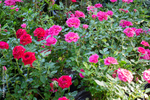 Green area relax outdoors garden with plants