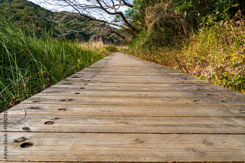 Fototapeta premium 静岡県磐田市鶴ヶ池 12月 冬の木道