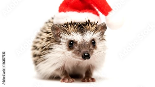 Hedgehog wearing festive red santa hat