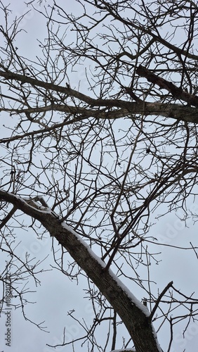 tree branches against blue sky