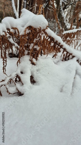 tree branch in the snow