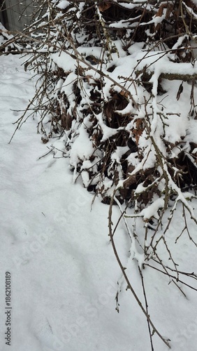 tree branch in the snow