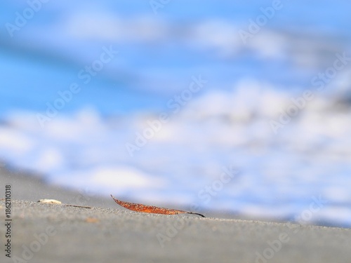 砂浜に飛んで来た落ち葉