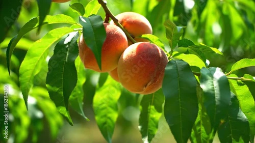 Ripe peaches on a tree branch with green leaves