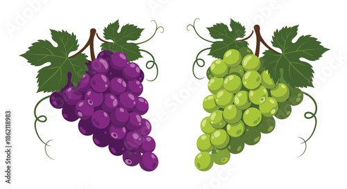 Two lush bunches of fresh grapes including one purple and one green variety with leaves and curly vines on a white background.