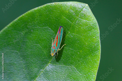 Quadro su tela Rhododendron leafhopper, Graphocephala fennahi
