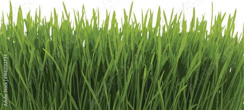 Fresh green grass texture background, dense natural lawn foliage, spring meadow vegetation pattern, eco nature landscape element, realistic green vector illustration