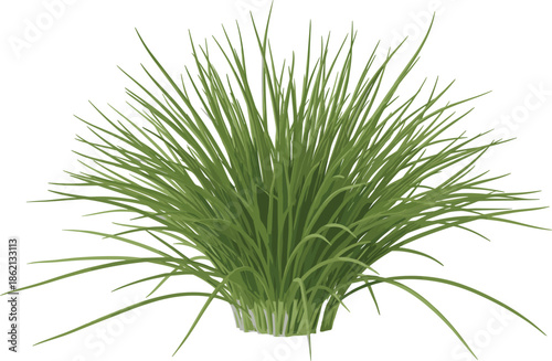 Ornamental green grass bush isolated, natural garden plant foliage, decorative meadow vegetation element, eco landscaping design, realistic botanical vector illustration