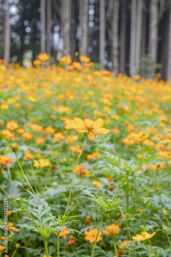 Wallpaper Mural field of flowers Torontodigital.ca