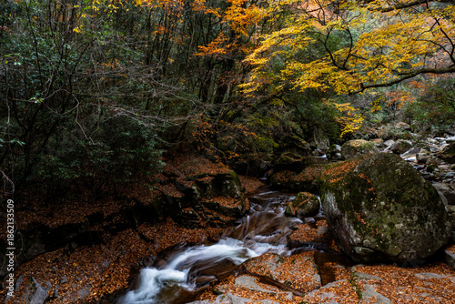 The autumn brook