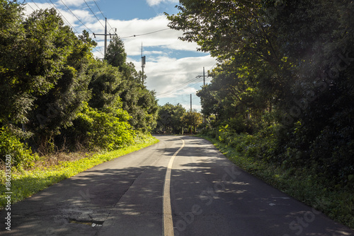 Wallpaper Mural road in the park Torontodigital.ca