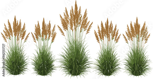 Ornamental pampas grass plants set, natural reed foliage collection, decorative garden landscaping elements, wild meadow vegetation, realistic green vector illustration
