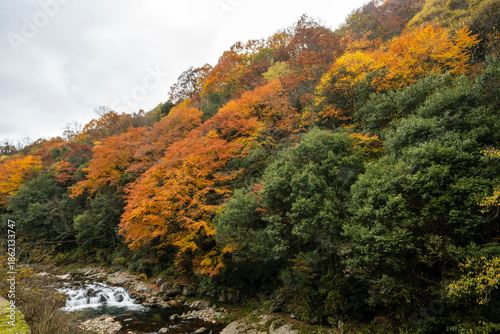 colorful autumn leaves in the forest