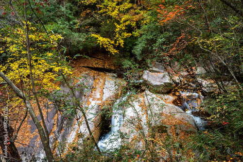 The autumn brook