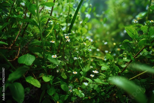 Vibrant Green Foliage with Delicate White Wildflowers Bathed in Soft Sunlight, a Lush Natural Growth Background.