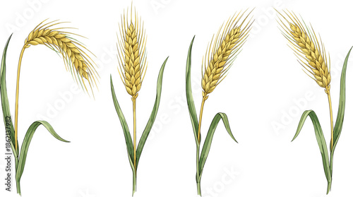 Botanical wheat and barley ears illustration showing cereal grain plants, agricultural harvest concept, hand drawn crop stalks isolated on white background